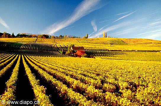 235 - Photo : Suisse - Canton de Vaud -  vignoble de La Cte vers Fchy