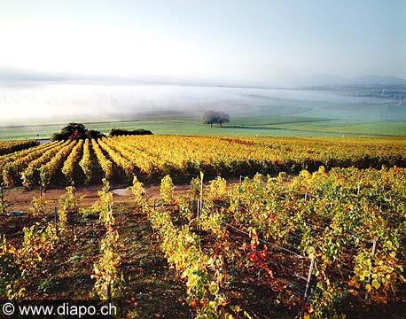 357 - Le vignoble de Bonvillars (VD).