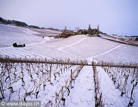 375 - Photo : Suisse - Canton de Vaud - Village de Fchy - vignoble de La Cte