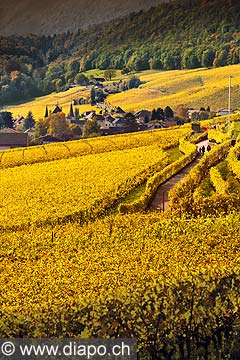 10431 - Photo : vignoble du Landeron dans le canton de Neuchtel