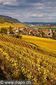 10438 - Photo :Cressier et le vignoble du Landeron dans le canton de Neuchtel