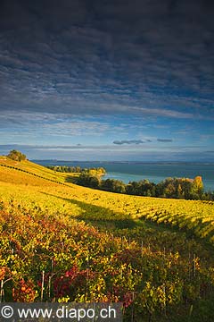 10446 - Photo :la Pointe-du-Grin et le vignoble de Cortaillod dans le canton de Neuchtel et son lac