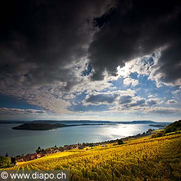 10450 - Photo : le vignoble de Ligerz dans le canton de Berne et le lac bienne avec l'le de Saint-Pierre