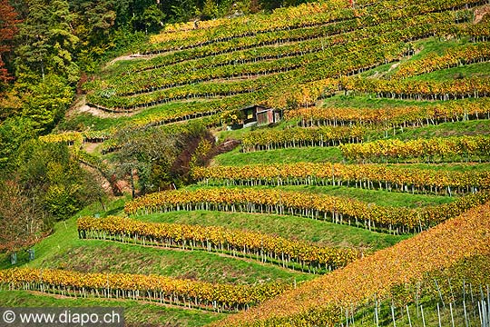 10453 - Photo : le vignoble du Vully Fribourgeois