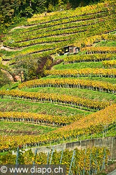 10454 - Photo : le vignoble du Vully Fribourgeois