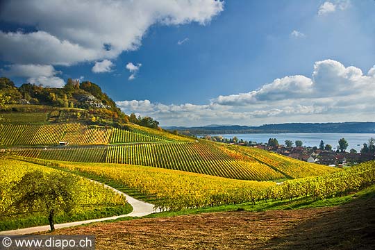 10455 - Photo : le vignoble du Vully Fribourgeois et le lac de Morat