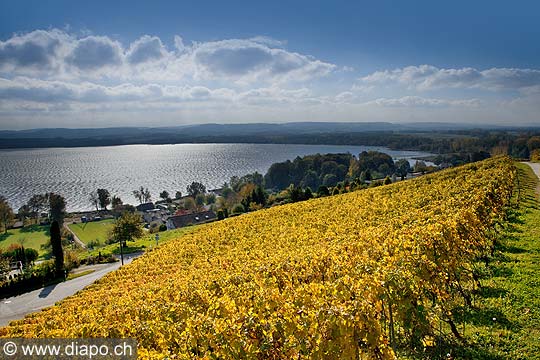 10456 - Photo : le vignoble du Vully Vaudois, sentier viticole de Vallamand et le lac de Morat