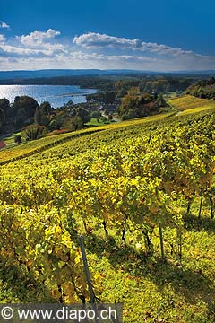 10458 - Photo : le vignoble du Vully Vaudois, sentier viticole de Vallamand et le lac de Morat