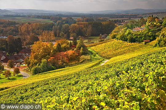 10459 - Photo : le vignoble du Vully Vaudois, sentier viticole de Vallamand et le lac de Morat