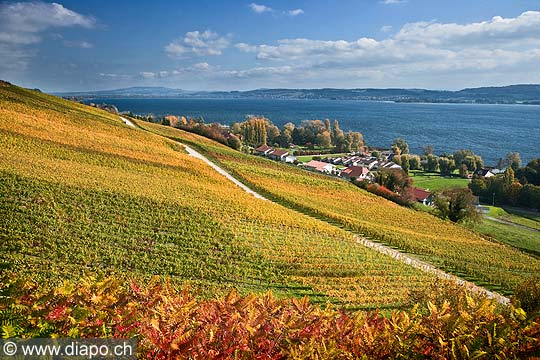 10461 - Photo : le vignoble du Vully Vaudois, sentier viticole de Vallamand et le lac de Morat