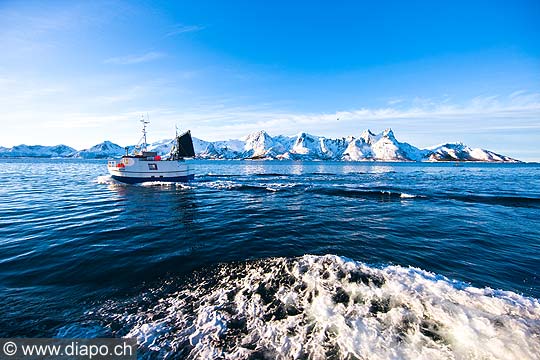 11041 - Photo :  Norvge,  Arctique, les Lofoten, la pche aux Skrei  un cabillaud pas comme les autres.