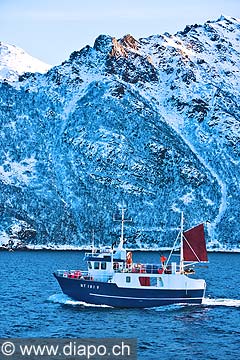 11045 - Photo :  Norvge,  Arctique, les Lofoten, la pche aux Skrei  un cabillaud pas comme les autres