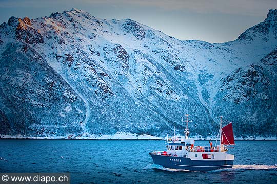 11046 - Photo :  Norvge,  Arctique, les Lofoten, la pche aux Skrei  un cabillaud pas comme les autres