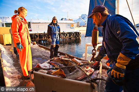 11088 - Photo :  Norvge,  Arctique, les Lofoten, la pche aux Skrei  un cabillaud pas comme les autres, le soir les pcheurs rentrent au port avec le fruit de leurs pche