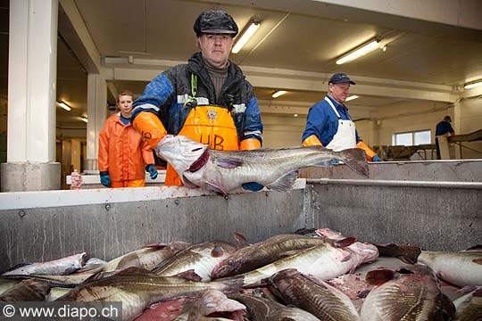 11094 - Photo :  Norvge,  Arctique, les Lofoten, la pche aux Skrei  un cabillaud pas comme les autres, le soir les pcheurs rentrent au port avec le fruit de leurs pche