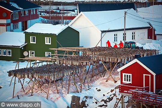 11193 - Photo :  Norvge,  Arctique, les Lofoten, le de Moskenesoy, village de pcheurs de Hamnoy prs de Reine, schage de la morue