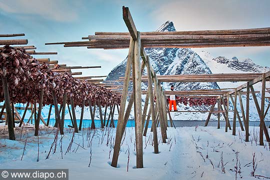 11205 - Photo :  Norvge,  Arctique, les Lofoten, ttes de Skrei - cabillaud, schage de la morue