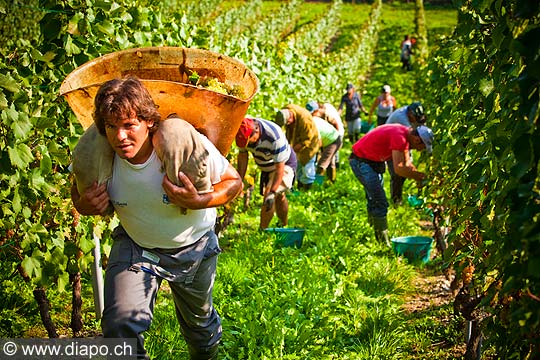 12886 - Photo : Suisse, vendanges dans le canton de Genve