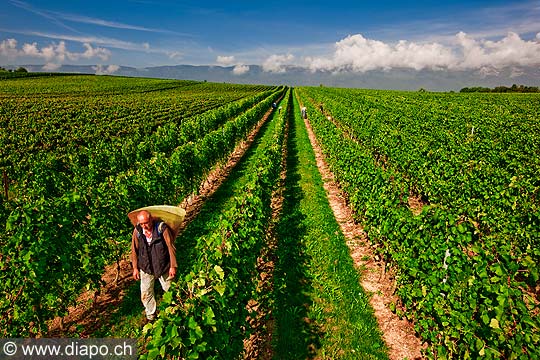 12896 - Photo : Suisse, vendanges dans le canton de Genve