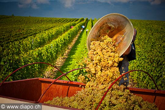 12909 - Photo : Suisse, vendanges dans le canton de Genve