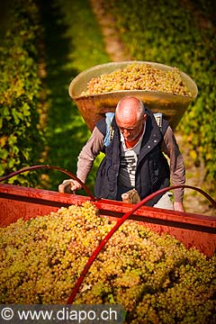 12912 - Photo : Suisse, vendanges dans le canton de Genve