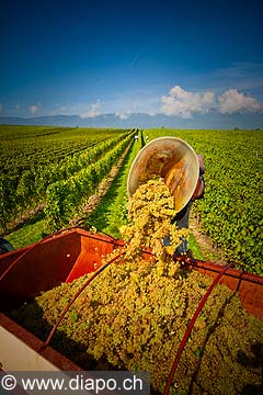 12916 - Photo : Suisse, vendanges dans le canton de Genve