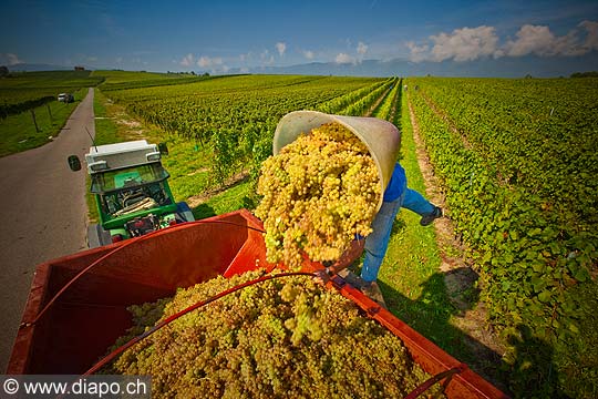 12919 - Photo : Suisse, vendanges dans le canton de Genve