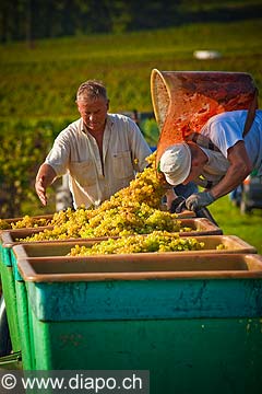 12939 - Photo : Suisse, vendanges dans le canton de Genve