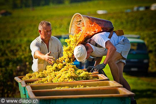 12940 - Photo : Suisse, vendanges dans le canton de Genve