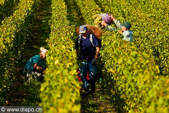 12942 - Photo : Suisse, vendanges dans le canton de Genve