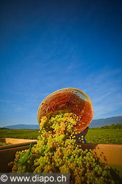 12944 - Photo : Suisse, vendanges dans le canton de Genve