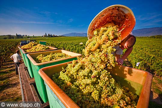 12946 - Photo : Suisse, vendanges dans le canton de Genve