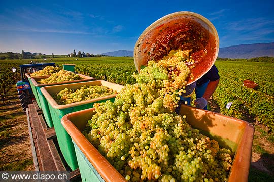 12947 - Photo : Suisse, vendanges dans le canton de Genve