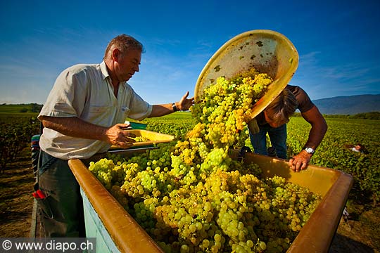 12949 - Photo : Suisse, vendanges dans le canton de Genve