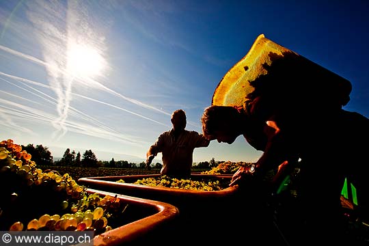 12952 - Photo : Suisse, vendanges dans le canton de Genve