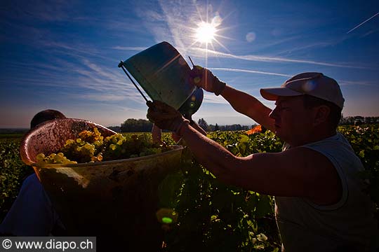 12955 - Photo : Suisse, vendanges dans le canton de Genve