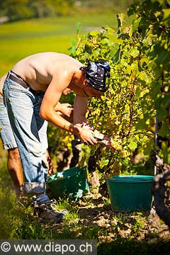 12964 - Photo : Suisse, vendanges dans le canton de Genve