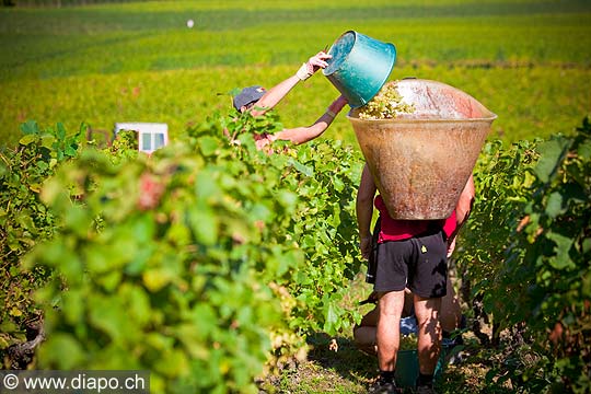 12966 - Photo : Suisse, vendanges dans le canton de Genve