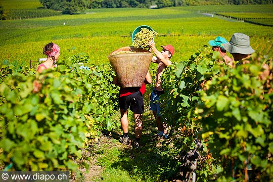 12967 - Photo : Suisse, vendanges dans le canton de Genve