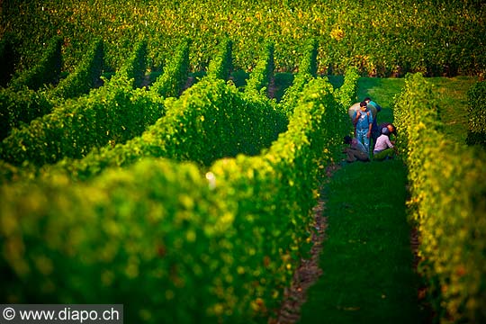 12977 - Photo : Suisse, vendanges dans le canton de Genve