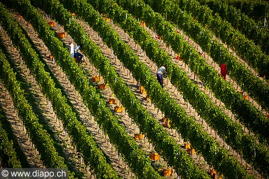 12979 - Photo : Suisse, vendanges dans le canton de Genve