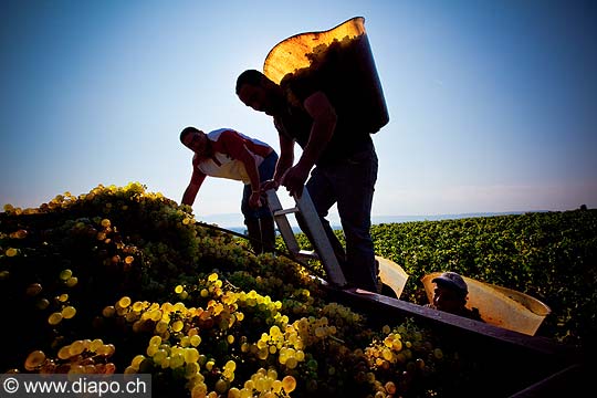 12982 - Photo : Suisse, vendanges dans le canton de Genve