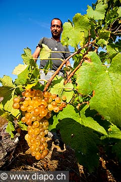 12986 - Photo : Suisse, vendanges dans le canton de Genve