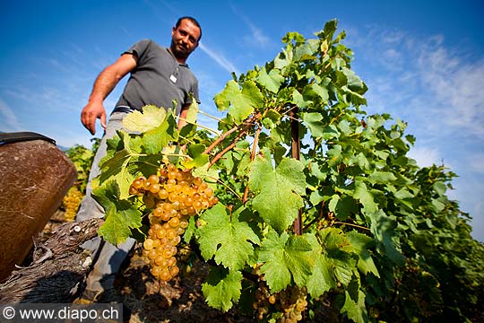 12987 - Photo : Suisse, vendanges dans le canton de Genve