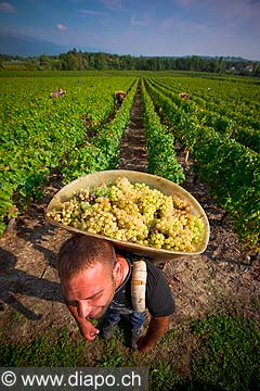 12988 - Photo : Suisse, vendanges dans le canton de Genve