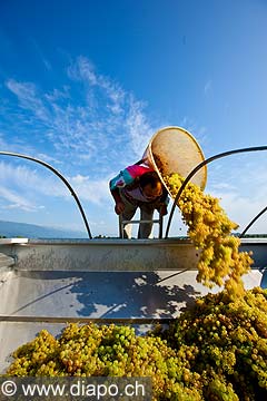 12989 - Photo : Suisse, vendanges dans le canton de Genve