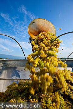 12990 - Photo : Suisse, vendanges dans le canton de Genve