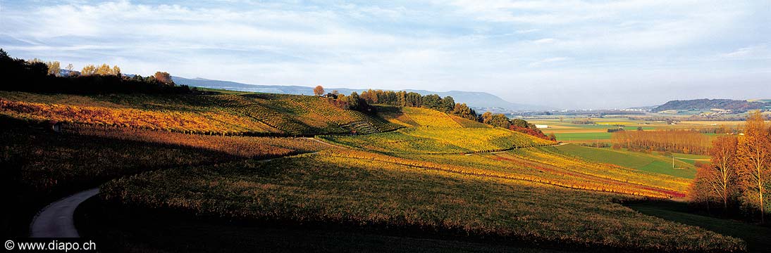 2778 - Photo : Suisse, canton de Vaud - Le coteau dAgiez, dans les Ctes-de-lOrbe (VD).