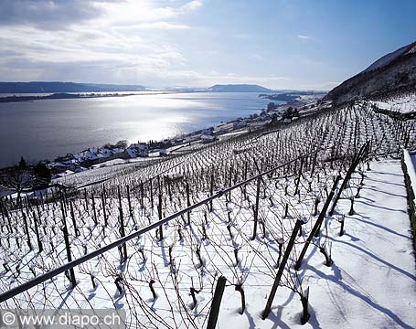 2785 - le vignoble de Ligerz dans le canton de Berne et le lac bienne avec l'le de Saint-Pierre