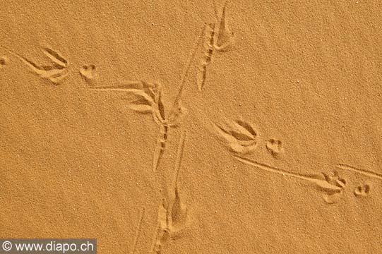 3261 - Photo :Sahara - Afrique - Egypte - dsert blanc